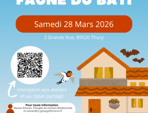 🦇 A LA DECOUVERTE DE LA FAUNE DU BÂTI 🐦