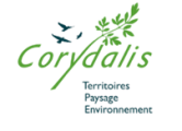 Corydalis
